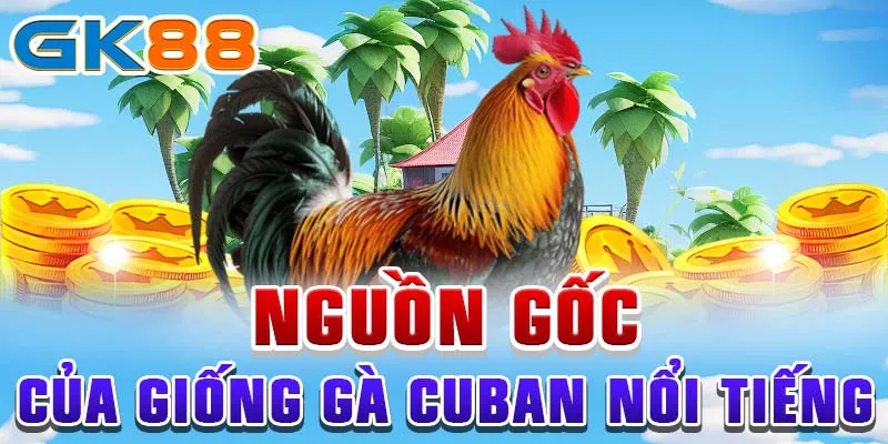 Nguồn gốc của giống gà cuban nổi tiếng